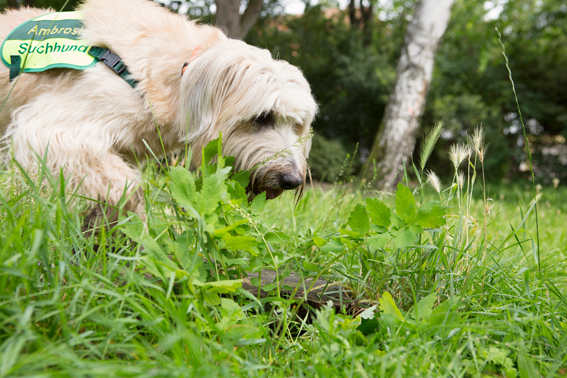 Ambrosiasp&uuml;rhund im Einsatz &copy; Andreas M&uuml;ller